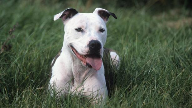 American Staffordshire Terrier: Von der Kampfgrube ins Einfamilienhaus