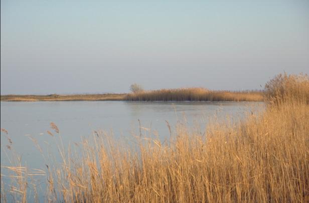 Schilfgras säumt einen See an einem ruhigen Tag.