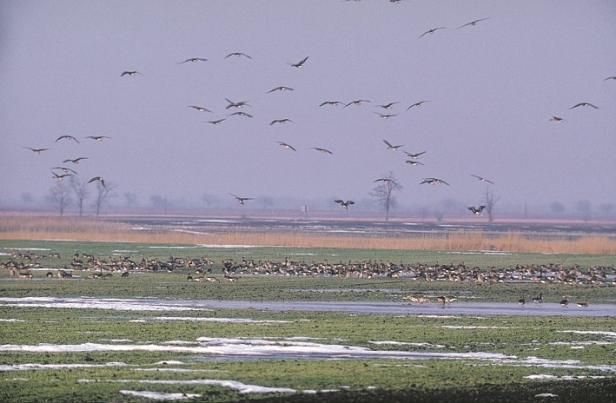 Eine große Gruppe von Gänsen rastet auf einer Wiese, während andere fliegen.