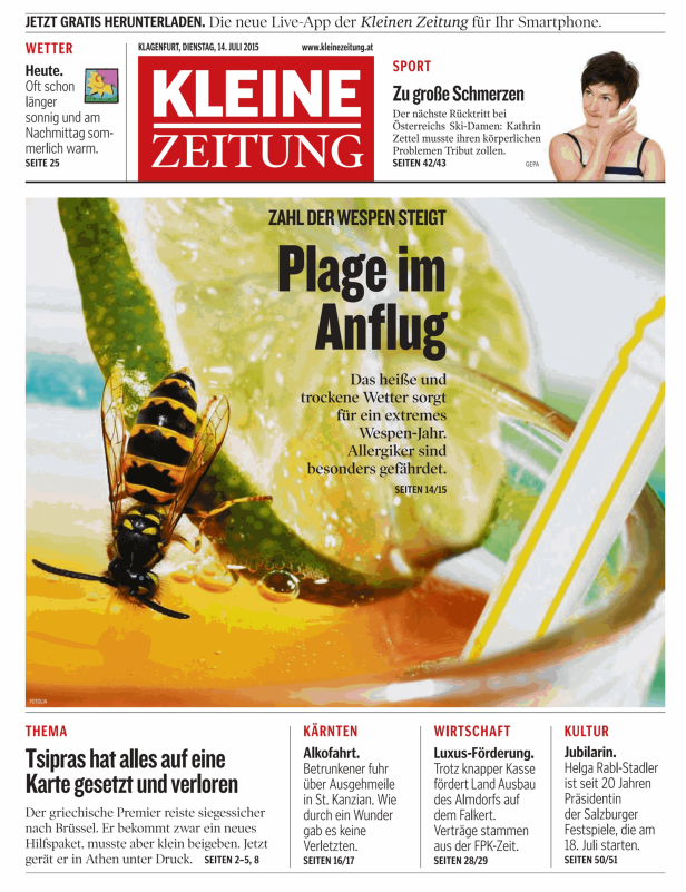 Eine Wespe sitzt auf einer Zitronenscheibe.