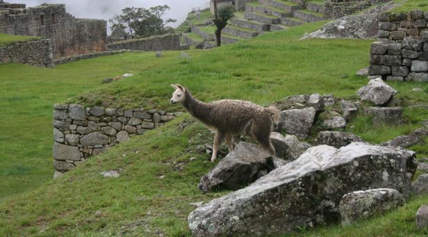 Machu Picchu in Bildern