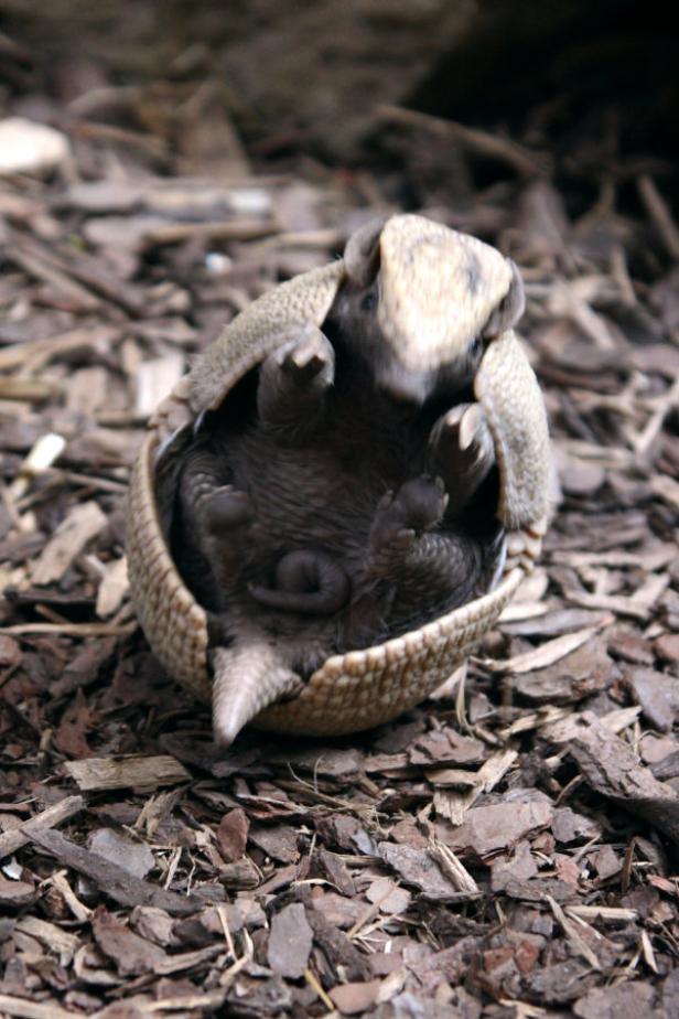 Ein Gürteltier hat sich zu einer Kugel zusammengerollt.