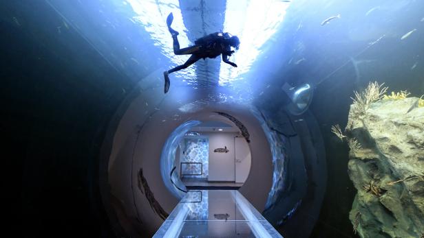 Wiener Haus des Meeres bekommt Atlantik-Tunnel