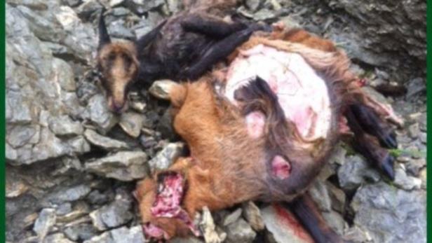 Ein Jäger soll die Kadaver einer Gams und ihres Kitz in der Tiroler Leutasch einfach liegen gelassen haben