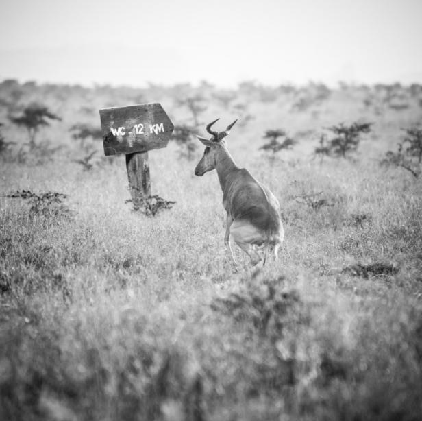 Verträumte afrikanische Tierwelten