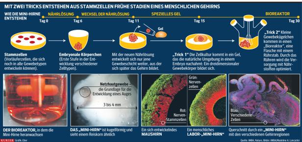 Wiener Forscher züchten "Mini-Hirne"
