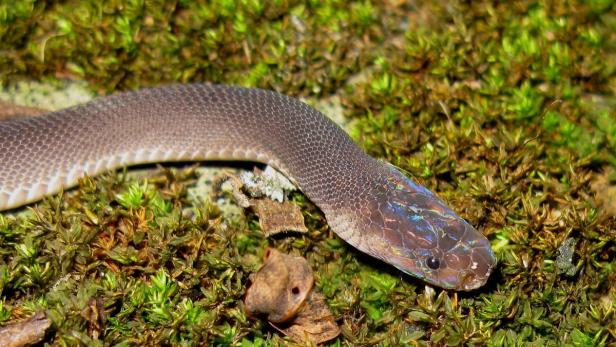 Eine kleine Schlange liegt auf einem Bett aus Moos.