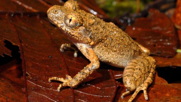 Ein brauner Laubfrosch sitzt auf einem dunklen Blatt.