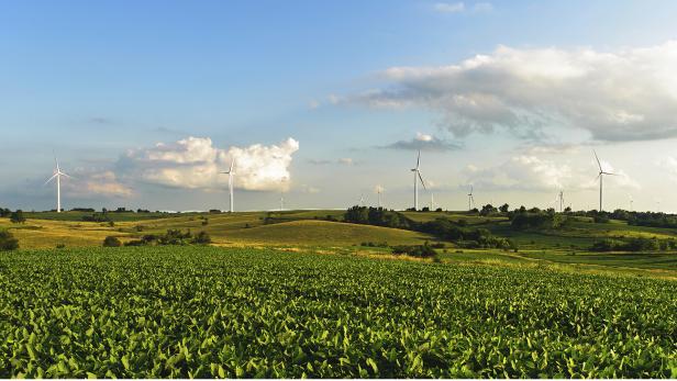 Ein Feld mit Windrädern im Hintergrund unter einem bewölkten Himmel.