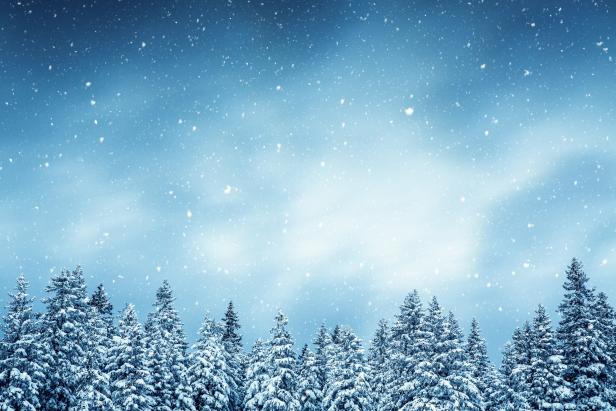 Winter Forest