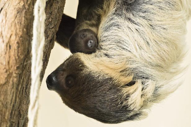 Zweifingerfaultier entzückt im Tiergarten Schönbrunn