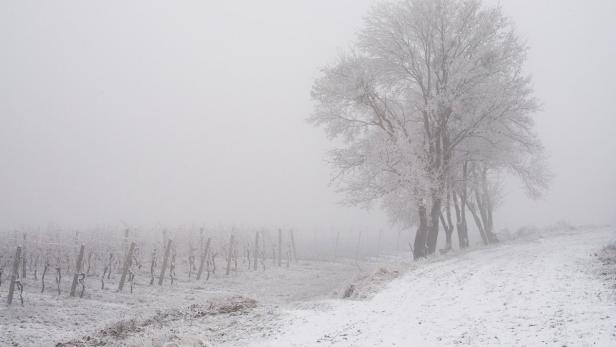 Ein Weinberg und Bäume sind mit Reif bedeckt und im Nebel gehüllt.