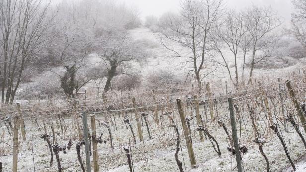 Ein Weinberg im Winter, bedeckt mit Schnee und Reif.