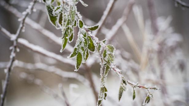Ein Zweig mit Blättern ist mit Frost bedeckt.