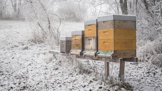 Mehrere Bienenstöcke stehen im Winter auf einer schneebedeckten Wiese.