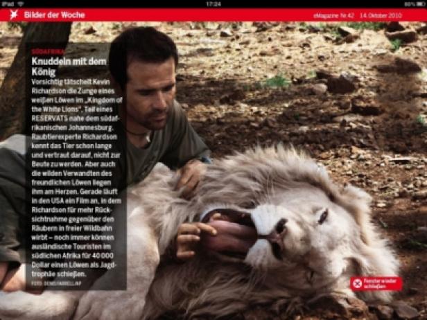 Kevin Richardson tätschelt die Zunge eines weißen Löwen in einem Reservat nahe Johannesburg.