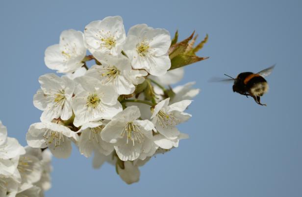 Hummelflug in 46 Variationen