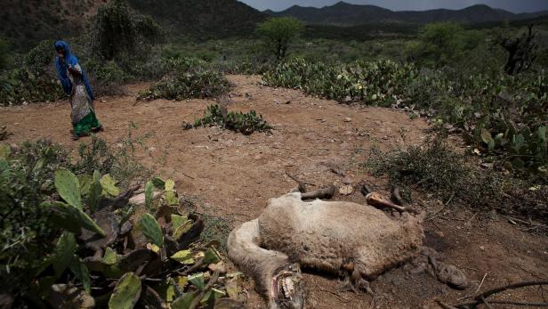 Dürre in Afrika: "Viele sind kurz vor dem Tod"