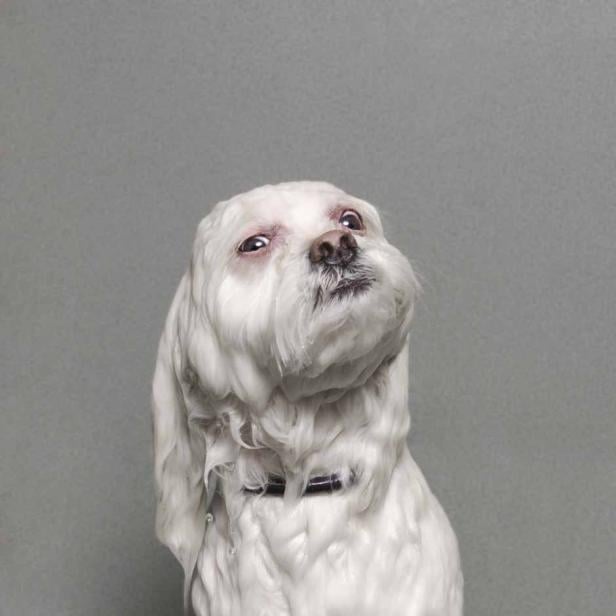 Ein weißer, nasser Hund mit Halsband schaut nach oben.