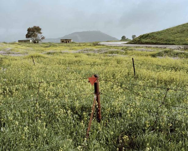 Eine Wiese voller gelber Blumen mit einem alten Zaun im Vordergrund.