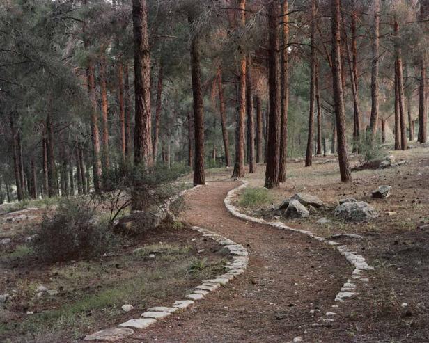 Ein gewundener Pfad führt durch einen dichten Wald mit hohen Bäumen.