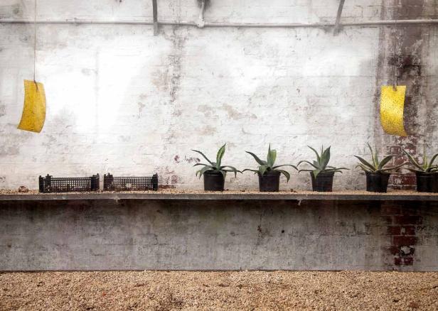 Mehrere Agaven in Töpfen stehen auf einem Regal vor einer weißen Ziegelwand.