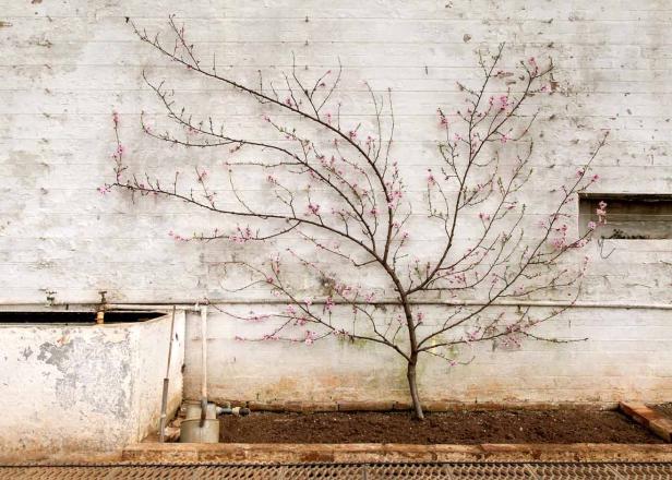 Ein blühender Baum mit rosa Blüten vor einer weißen Wand.