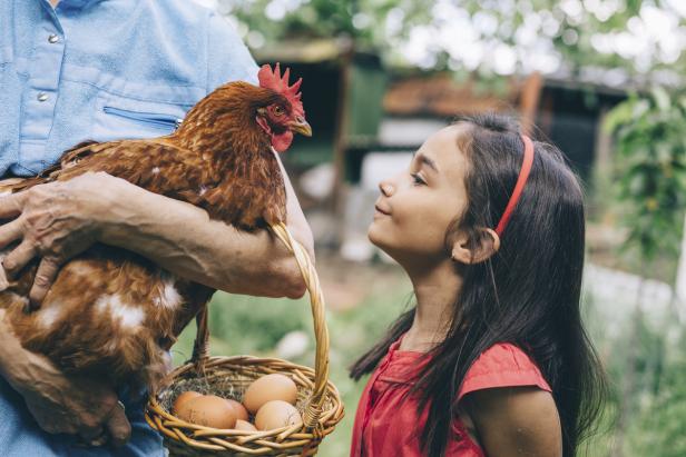 Ein Mädchen betrachtet eine Henne, die von einer Person mit einem Korb voller Eier gehalten wird.