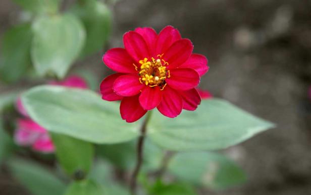 Die ersten Sommerblumen im Schlossgarten