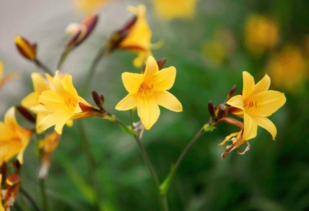 Die ersten Sommerblumen im Schlossgarten