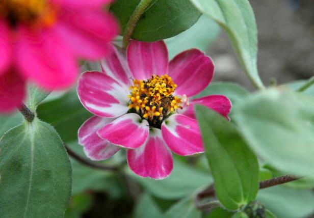 Die ersten Sommerblumen im Schlossgarten