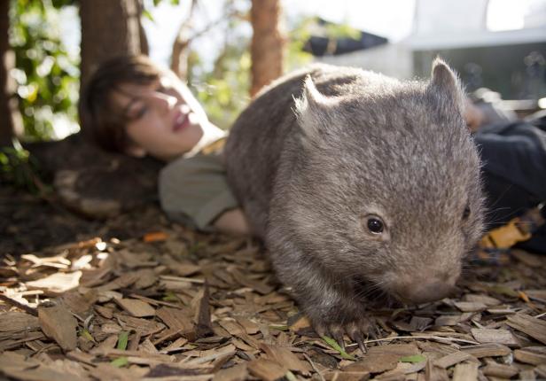 Ein Wombat liegt neben einer Person auf einem Untergrund aus Holzschnitzeln.