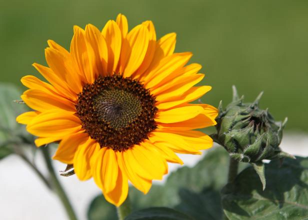 Die ersten Sommerblumen im Schlossgarten