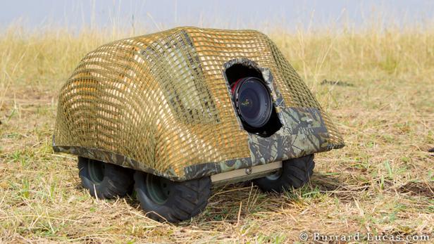 Kleine Roboter ganz nah an großen Löwen