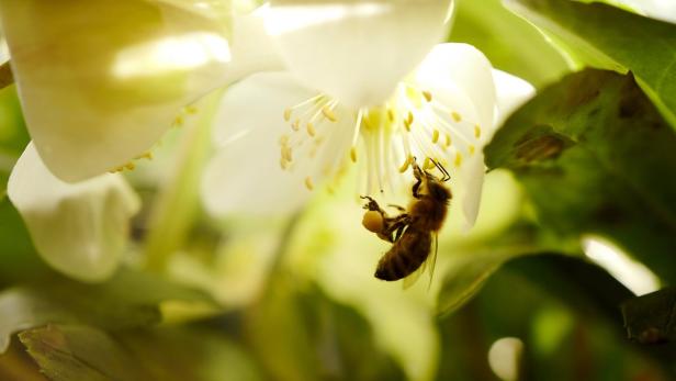 Eine Biene sammelt Nektar an einer weißen Blüte.