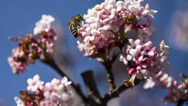 Eine Biene sammelt Nektar auf einer rosa blühenden Pflanze.
