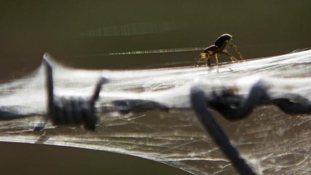 Eine Spinne sitzt auf einem mit Spinnweben bedeckten Stacheldraht.