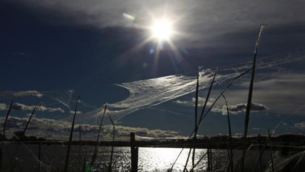 Spinnweben glitzern im Sonnenlicht über einem See.