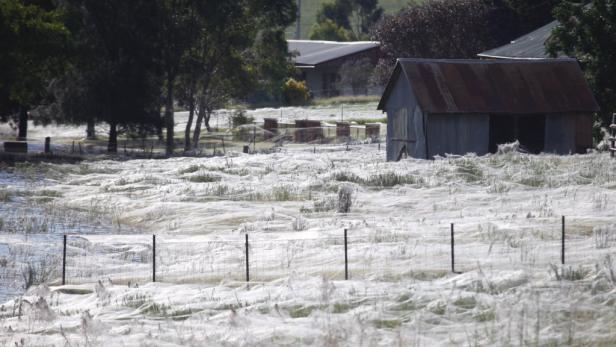 Ein Feld und ein Schuppen sind mit Spinnweben bedeckt.