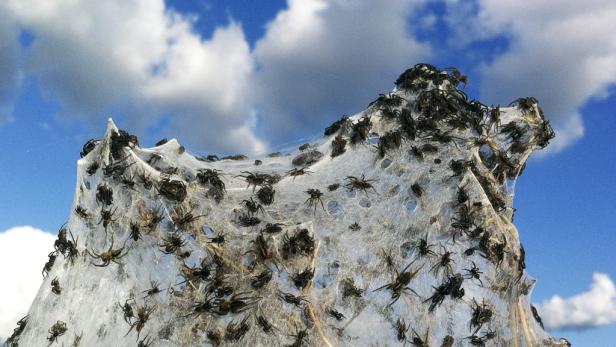 Eine große Ansammlung von Spinnen in einem dichten Netz vor blauem Himmel.
