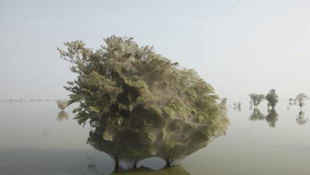 Ein Baum im Wasser ist komplett mit Spinnweben bedeckt.