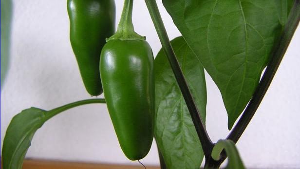 Scoville-Scala: Was ist wie scharf?