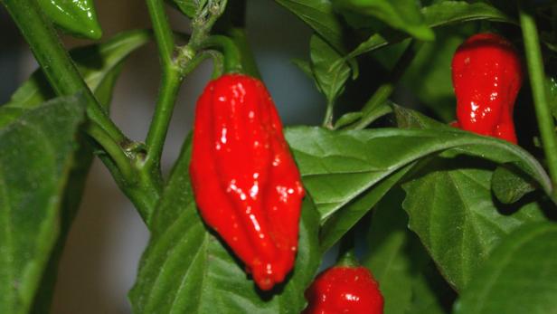 Scoville-Scala: Was ist wie scharf?