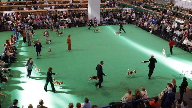 Viele Menschen führen ihre Beagle auf einer Hundeausstellung vor.