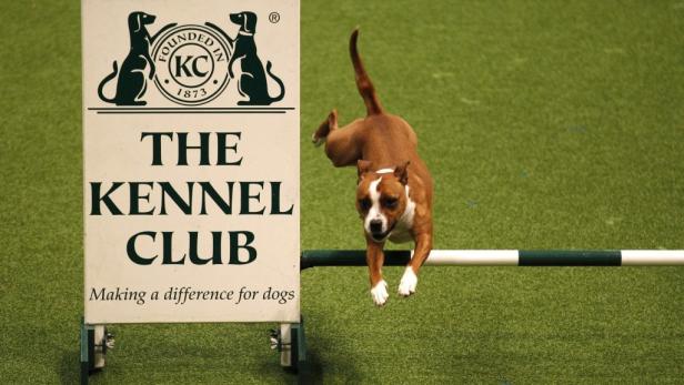 Ein braun-weißer Hund springt über eine Stange vor einem Schild des Kennel Clubs.
