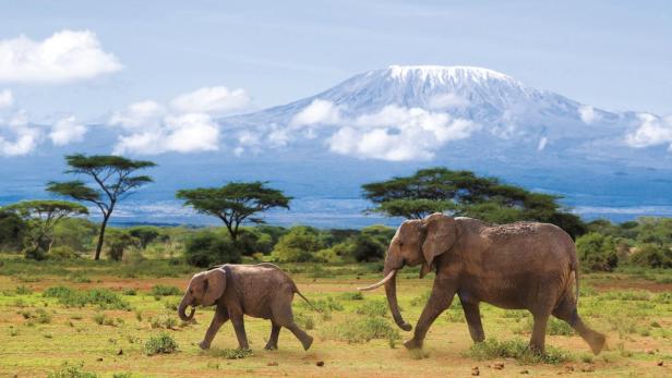 Eine Elefantenmutter und ihr Junges wandern vor dem Kilimandscharo.