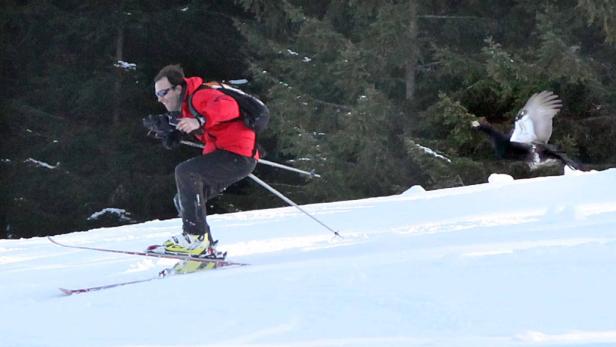 Ein Skifahrer mit Kamera wird von einem Auerhahn im Flug überrascht.