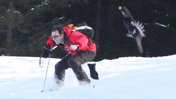 Ein Skifahrer wird von einem Auerhahn angegriffen.