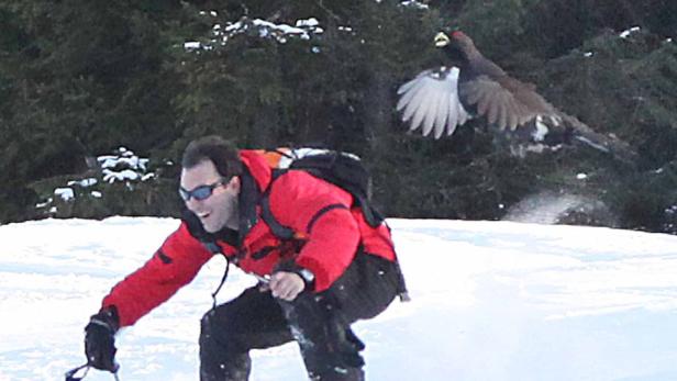 Ein Mann fährt Ski, während ein Auerhahn im Hintergrund aufsteigt.