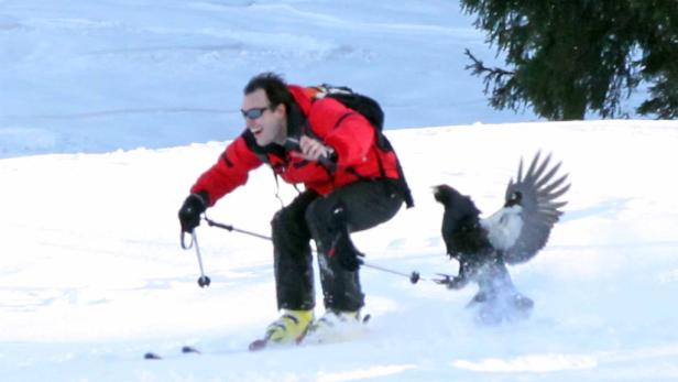 Ein Skifahrer erschreckt einen Auerhahn im Schnee.
